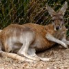 nmonnot-Sydney-Australia-47