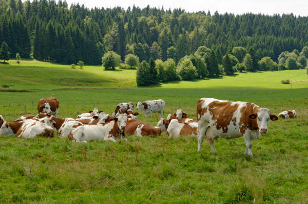 Vaches montbéliardes : à la source du Comté et du Mont d'Or