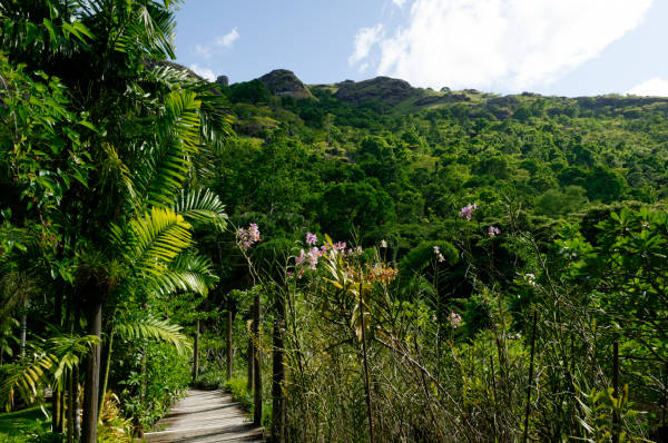 Jardin du Sleeping Giant aux iles Fidji