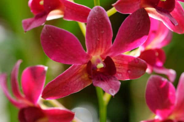 Orchidées au jardin du Sleeping Giant sur les iles Fidji
