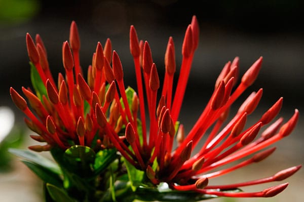 fleurs-fidji
