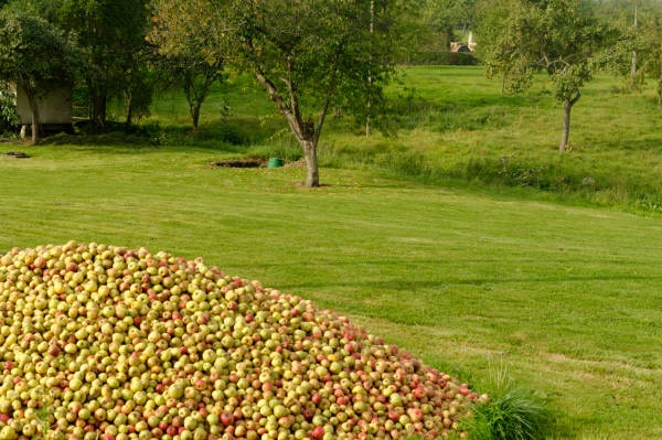 Visite d'une cidrerie artisanale à Cambremer