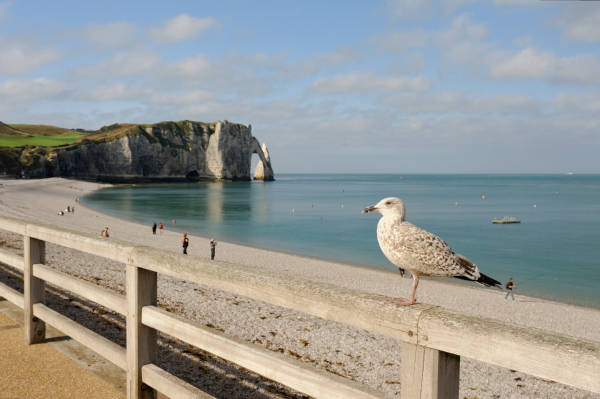 mouette-etretat