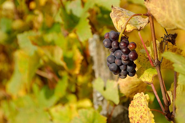 raisin-jura-arbois