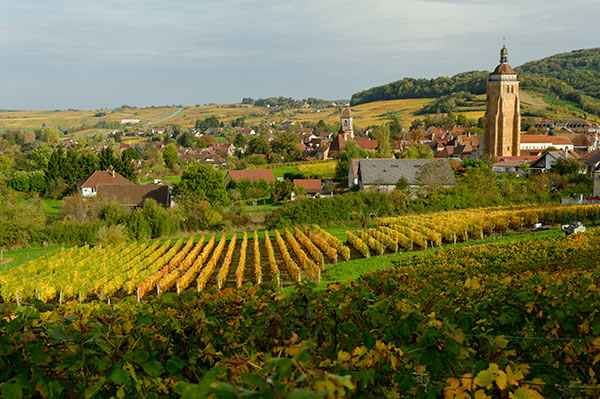 vin-jura-arbois