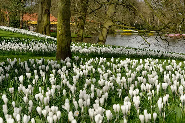 Amsterdam : Parc du Keukenhof  Photo : Nicolas Monnot