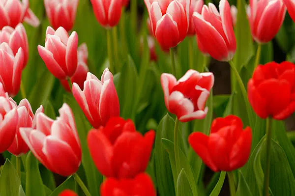 La tulipe : l'emblème des Pays Bas