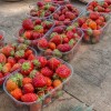 Fraises du marché de Lyon quai Saint Antoine