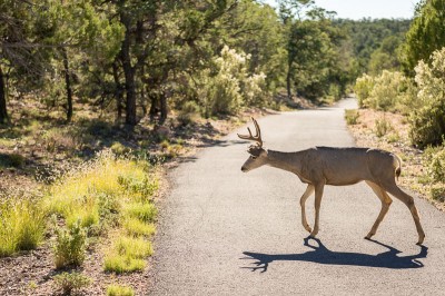 Mule Deer à Grand Canyon