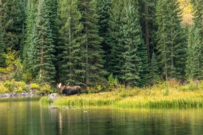 Moose croisé dans les Maroon Bells Colorado