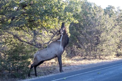 Elk à Grand Canyon National Park