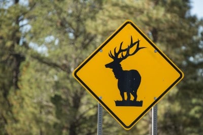 Panneau attention aux elks