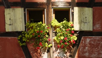 Alsace Riquewhir