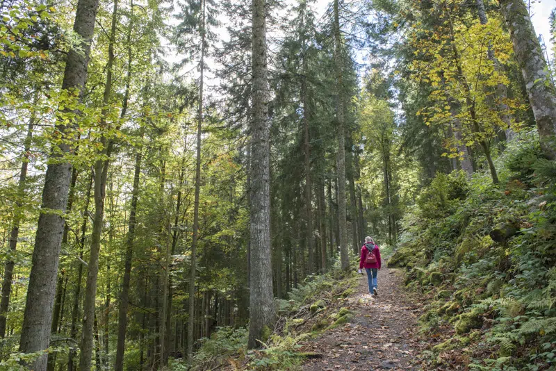 Randonnée en Forêt Noire : Hinterzarten