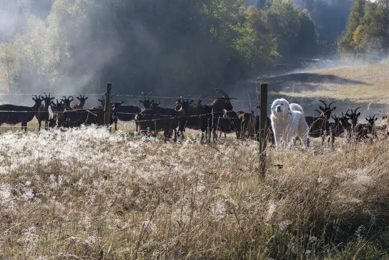 Randonnée en Forêt Noire : Sankt Blasien 