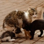 Chats à Marrakech