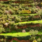 La vallée de l'Ourika