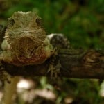 Lézard à Sydney