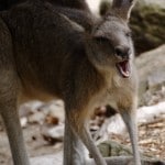 Australian Kangaroo