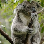 Koala Taranga zoo