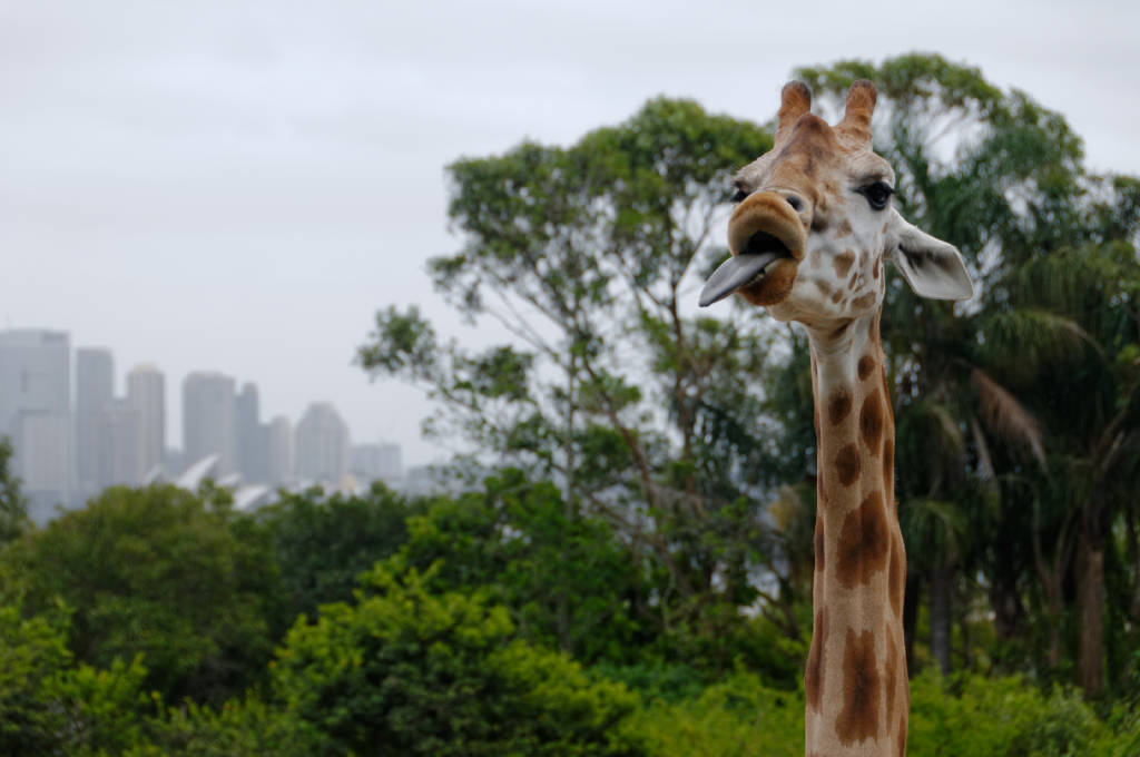 Sydney-Taronga Zoo