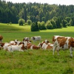 Vaches Montbélliardes