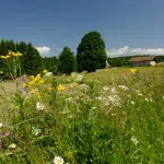 Gentiane du Haut-Doubs