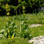 Gentiane du Haut-Doubs