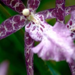 Orchidée Jardin du Sleeping Giant - Fiji
