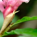 Orchidée Jardin du Sleeping Giant - Fiji