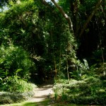 Jardin du Sleeping Giant - Fiji