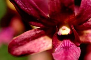 Orchidée Jardin du Sleeping Giant - Fiji