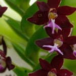 Orchidée Jardin du Sleeping Giant - Fiji