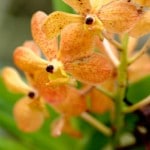 Orchidée Jardin du Sleeping Giant - Fiji