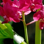 Orchidée Jardin du Sleeping Giant - Fiji