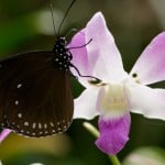 Orchidée Jardin du Sleeping Giant - Fiji