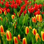 Tulipes du Keukenhof