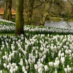 Allées du Keukenhof