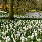 Allées du Keukenhof
