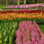 Allées du Keukenhof