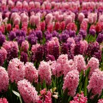 Jacinthes du Keukenhof