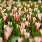 Tulipe du Keukenhof