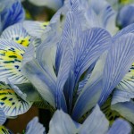 Iris du Keukenhof