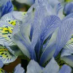 Iris du Keukenhof
