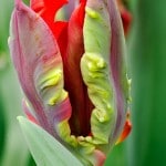 Tulipe du Keukenhof