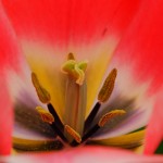 Tulipe du Keukenhof