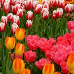 Tulipes du Keukenhof