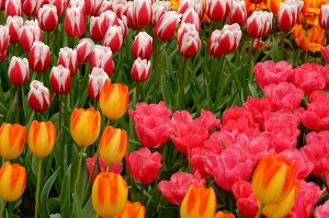 Tulipes du Keukenhof