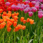 Tulipes du Keukenhof