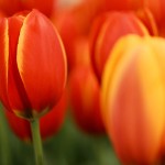 Tulipes du Keukenhof